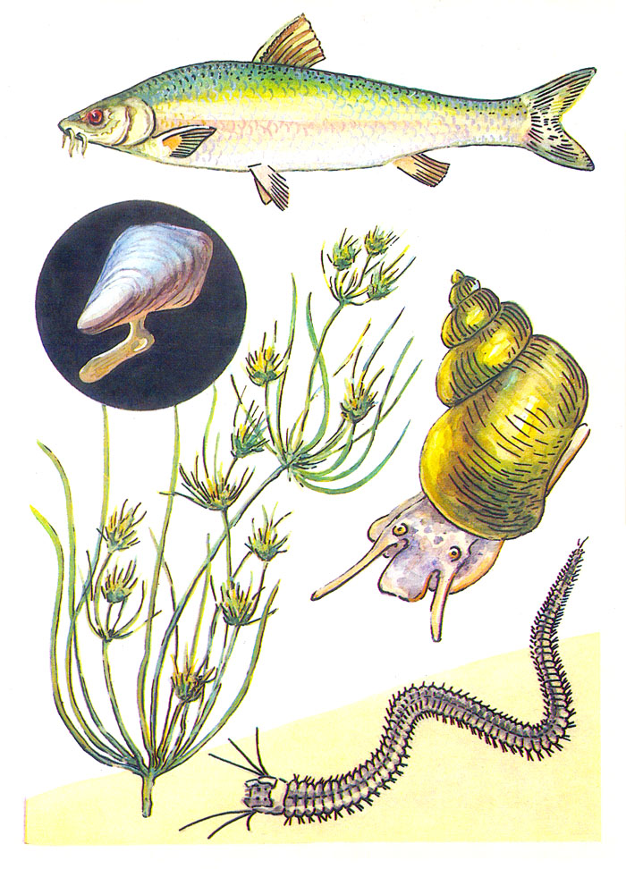 Флора и фауна Аральского моря 