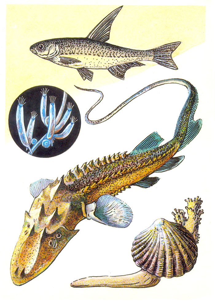 Эндемики Аральского бассейна