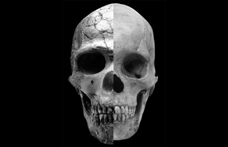 Сравнительный анализ человеческих черепов позволил американским ученым прийти к выводу, что бурное развитие культуры 50 тысяч лет назад было связано с понижением уровня тестостерона в крови наших предков. Фото: Robert Cieri, University of Utah 