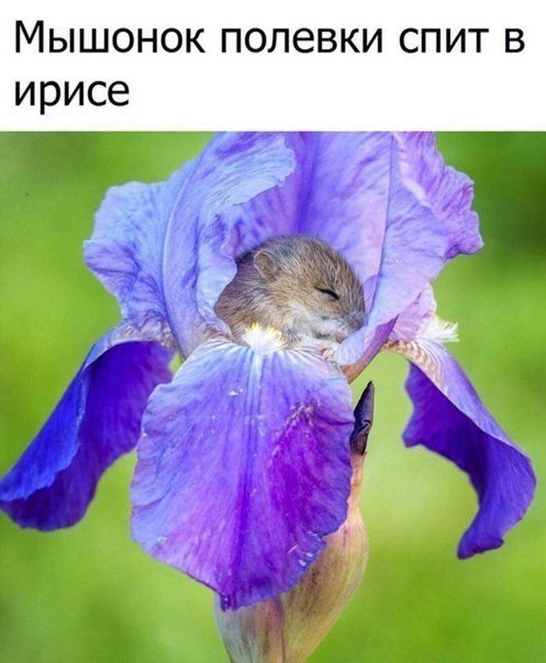 Мышонок полёвки спит в цветке ириса.