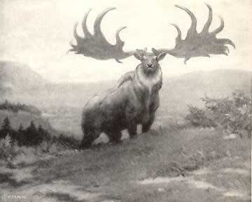 Irish Elk or Giant Deer
