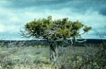 Можжевеловое дерево в Полмос-Тундре. Фото геолога Пузанова Владимира Ивановича.