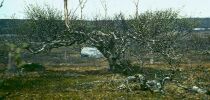 Берёзовое дерево в Полмос-Тундре. Фото геолога Пузанова Владимира Ивановича. 
