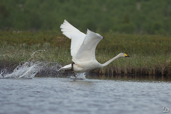 Лебедь кликун на реке Тапперйок. Фото Дмитрия. Июль 2011