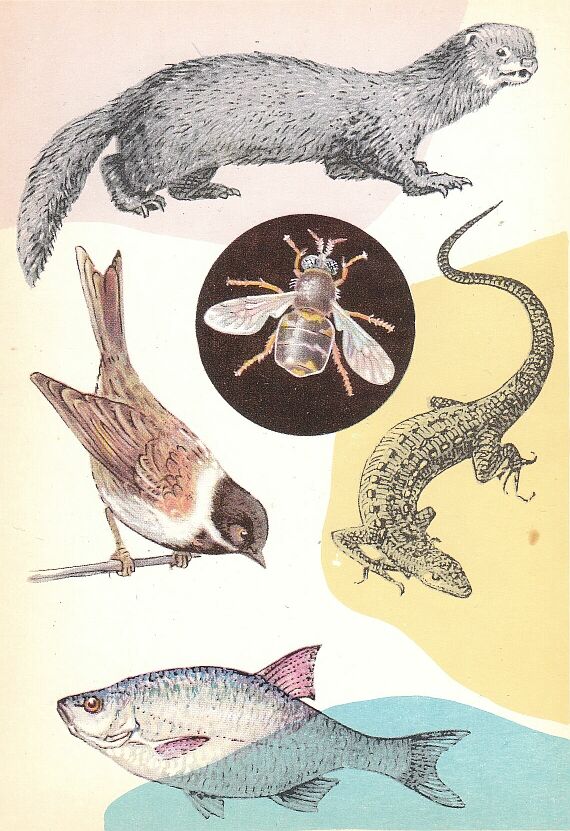 У водоёма. На открытке: европейская норка, живородящая ящерица, красноперка, камышовая овсянка. В круге — муха-львинка обыкновенная (12—16 мм)