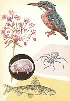 У водоёма. Художник и автор-составитель 3. Воронцова. На открытке: сусак, зимородок, паук «каемчатый охотник», пескарь. В круге — ракушковый рачок.