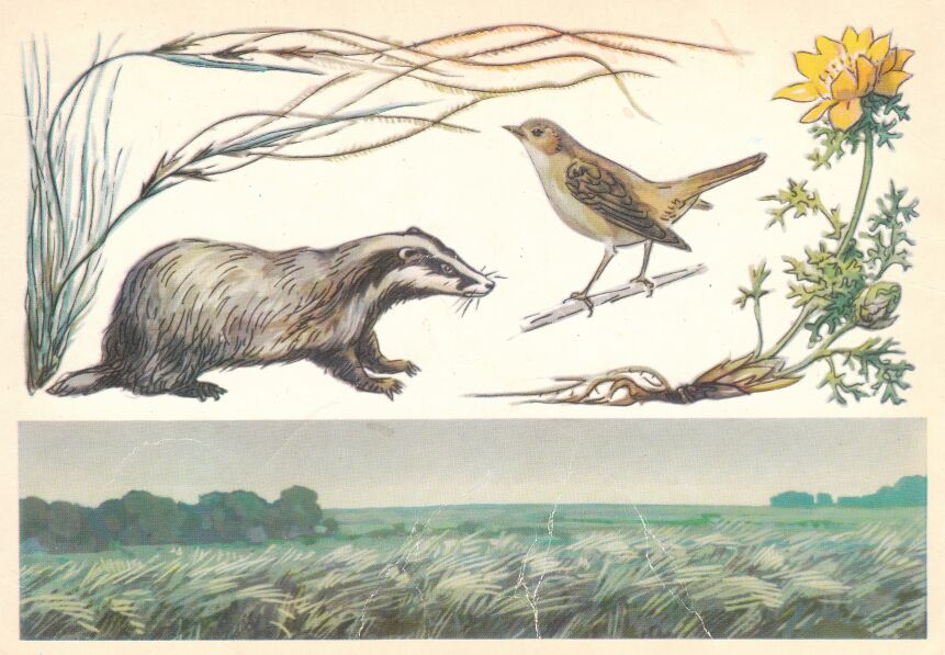 Центрально-черноземный заповедник. На открытке: ковыль перистый, барсук, соловей, адонис весенний.