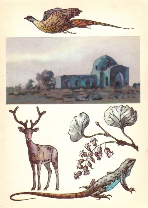 Заповедник "Арал-Пайгамбар" . На открытке: таджикский фазан, ветка туранги, степная агама, бухарский олень