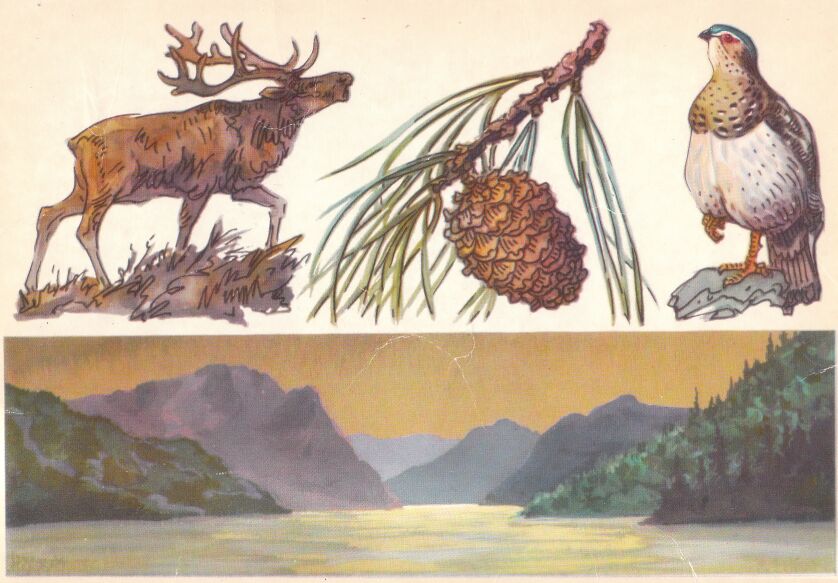 Алтайский заповедник. На открытке: марал, ветка сибирского кедра, алтайский улар.