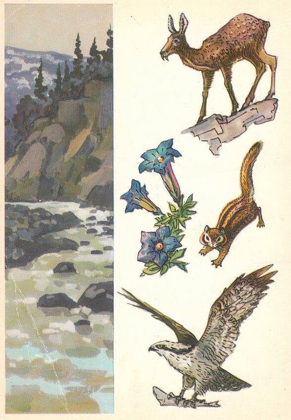 Байкальский заповедник. На открытке: кабарга, горечавка, бурундук, скопа.