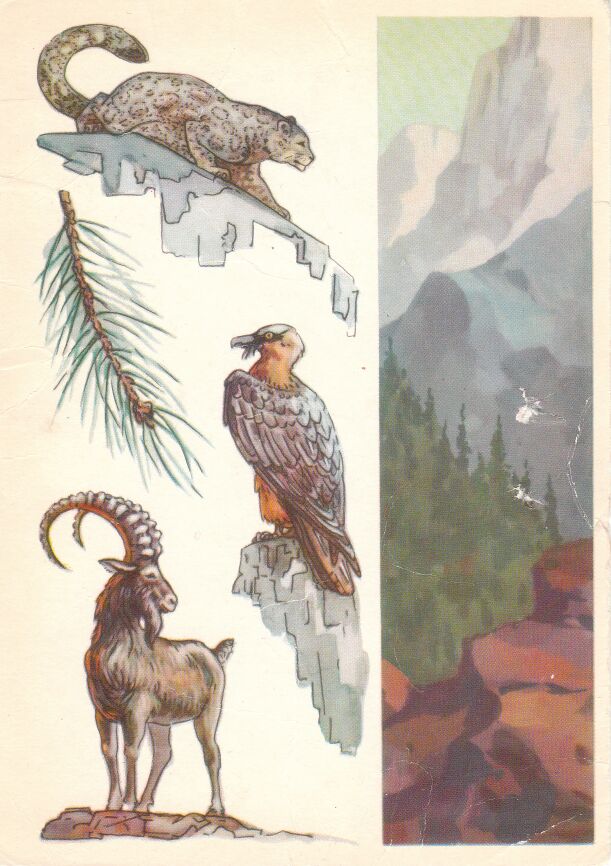 Алма-Атинский заповедник. На открытке: снежный барс, ветка ели Шренка, орел-бородач, сибирский горный козел.