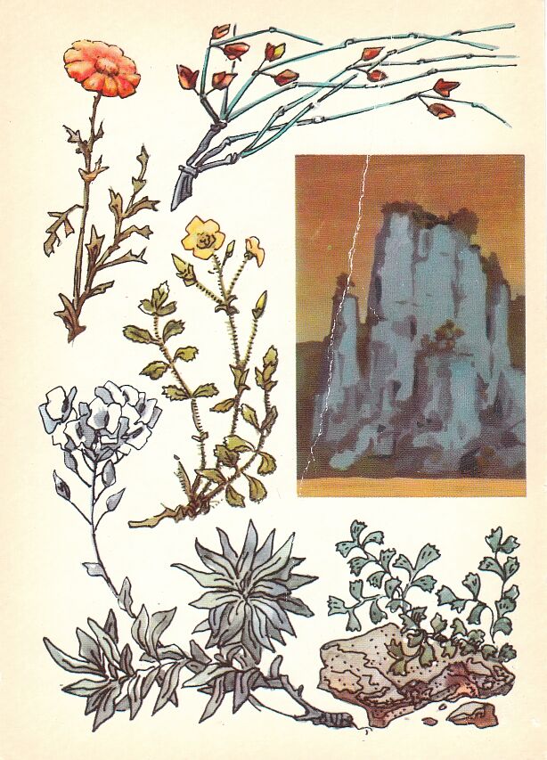 Заповедник «Галичья гора». На открытке: золотоцвет Козо-Полянского, кузмичева трава (эфедра), костенец постенный, шиверкия подольская, лапчатка донская.