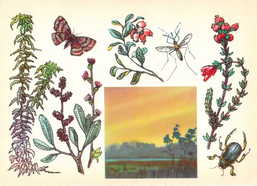 Заповедник "Грини". На открытке: Мох сфагнум, бабочка пяденица вересковая, брусника, вереск болотный, жук плавунец окоймленный, восковница обыкновенная.