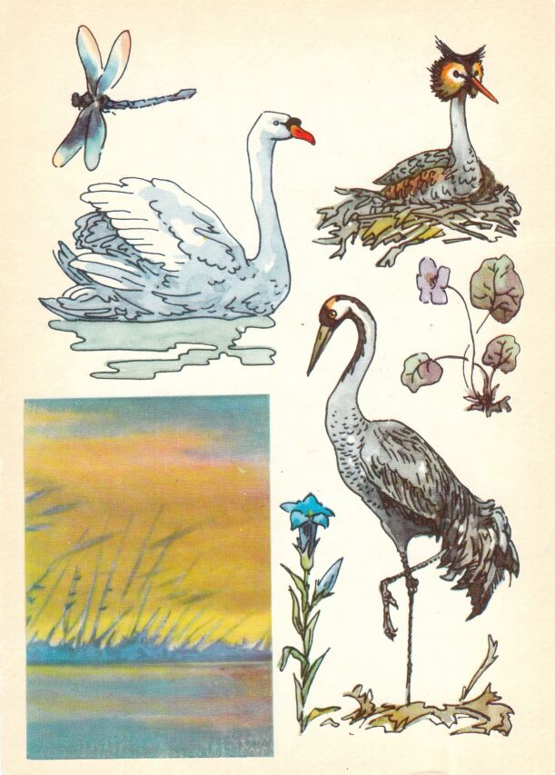 Заповедник "Жувинтас". На открытке: лебедь-шипун, чомга большая, фиалка болотная, журавль серый, горечавка легочная.