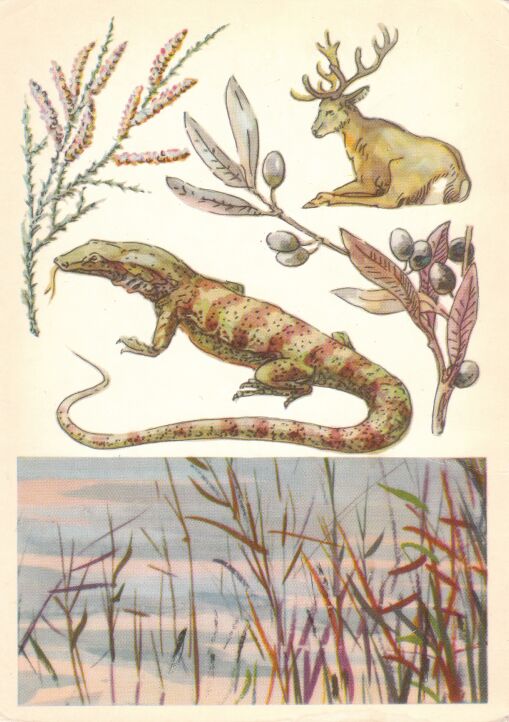 Заповедник "Тигровая Балка". На открытке: гребенщик, бухарский олень, джигда, серый варан.