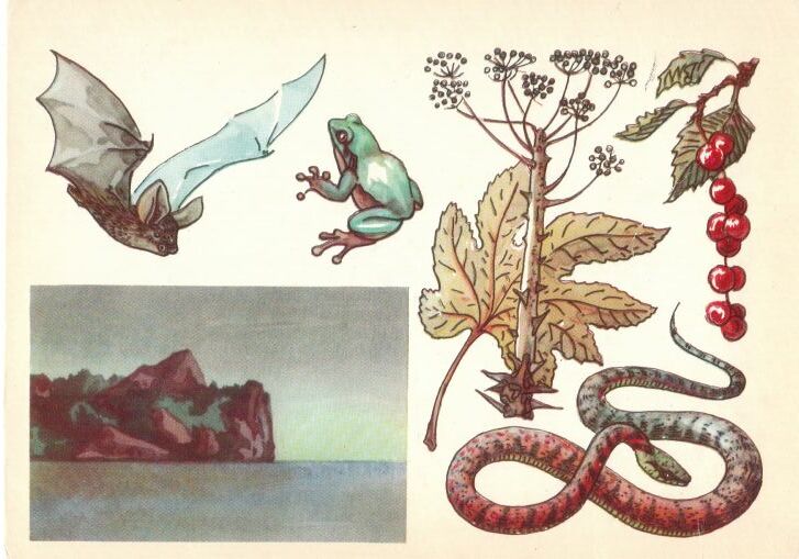 Заповедник "Кедровая Падь". На открытке: уссурийский трубконос, дальневосточная квакша, калопанакс (диморфант), лимонник, тигровый уж.
