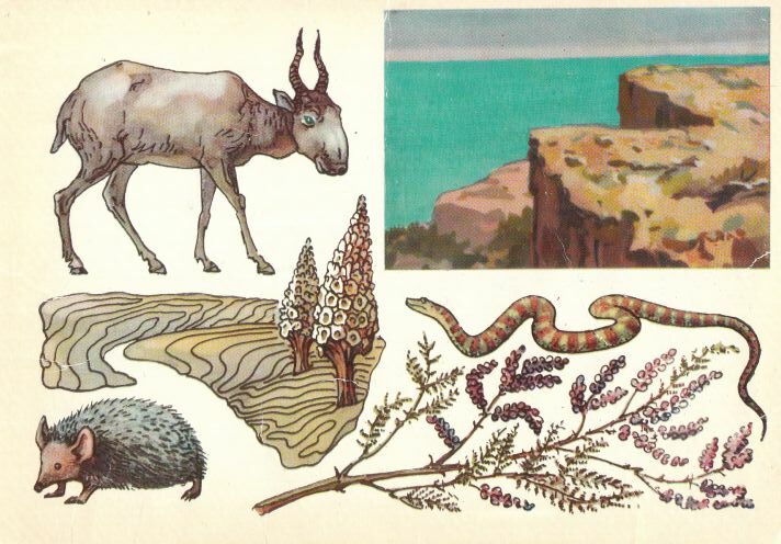 Заповедник "Барсакельмес". На открытке: антилопа сайгак, заразиха, щитомордник обыкновенный, ветка тамариска, ушастый еж.