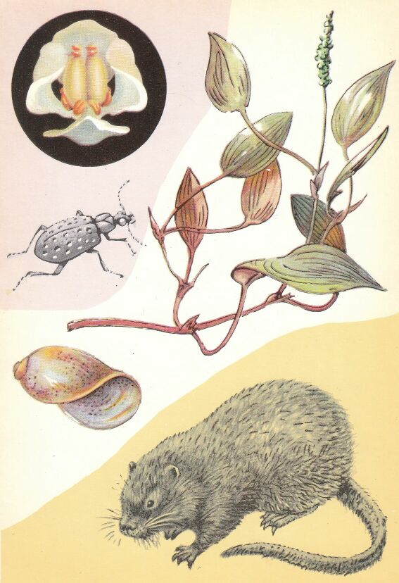 У водоёма. На открытке: жук-тинник, рдест плавающий, ондатра, физа. В круге — цветок рдеста