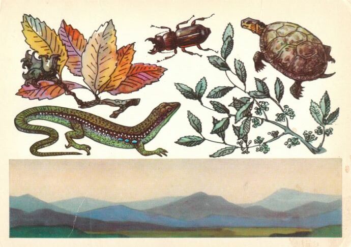 Гирканский заповедник. На открытке: ветка железного дерева, каспийская парандра, черепаха каспийская, ветка дзельквы, зеленобрюхая ящерица.