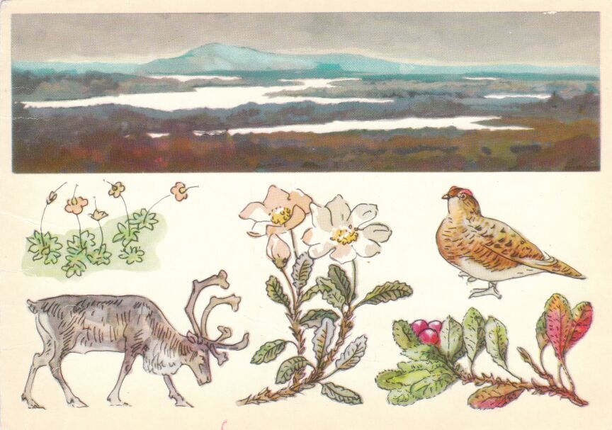 Лапландский заповедник. На открытке: диапенсия лапландская, дриада, белая куропатка (летом), арктическая толокнянка, северный олень.