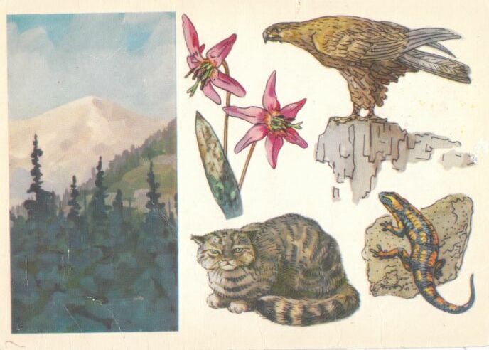 Карпатский заповедник. На открытке: кандык (эритрониум), орел-беркут, саламандра, лесной европейский кот.