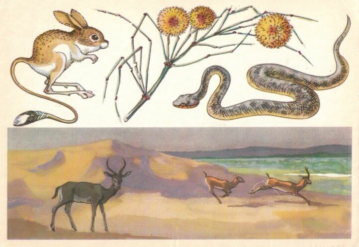Каракульский заповедник. На открытке: малый тушканчик, джузгун, гюрза.