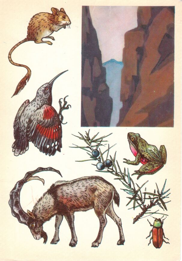 Хосровский заповедник. На открытке: персидская песчанка, краснокрылый стенолаз, можжевельник длиннолистный, закавказская лягушка, безоаровый козёл.